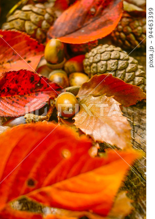 秋イメージの切り株の上に集められた紅葉した赤い葉や落ち葉とどんぐりとまつぼっくり 94463399