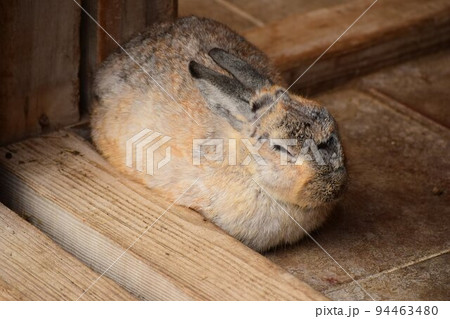 寒がりうさぎ【福島県福島県耶麻郡猪苗代町　猪苗代ハーブ園】 94463480