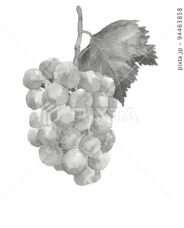 水彩で描いた枝葉付き一房のブドウのイラスト【水墨画風モノトーン 】瀬戸ジャイアンツ 白バック 94463858