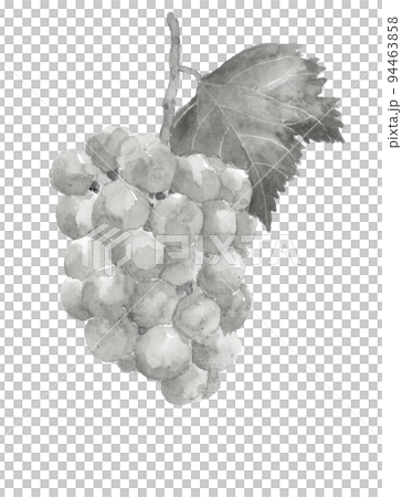 水彩で描いた枝葉付き一房のブドウのイラスト【水墨画風モノトーン 】瀬戸ジャイアンツ 白バック 94463858