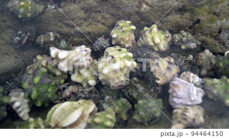 ヤドカリの集団 ヤドカリの集団 94464150