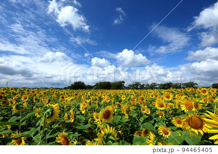 埼玉県川越市　伊佐沼東岸花畑の満開の遅咲きひまわりと青空 94465405