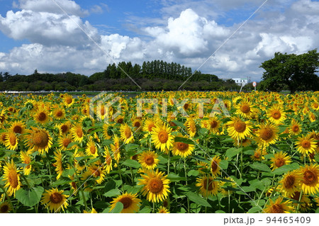埼玉県川越市 伊佐沼東岸花畑の満開の遅咲きひまわりと青空 埼玉県川越市 伊佐沼東岸花畑の満開の遅咲きひまわりと青空 94465409
