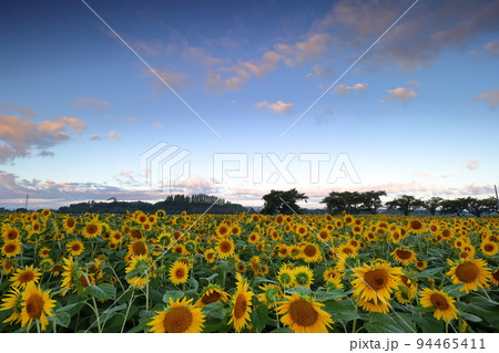埼玉県川越市 伊佐沼東岸花畑の満開の遅咲きひまわりと青空 埼玉県川越市 伊佐沼東岸花畑の満開の遅咲きひまわりと青空 94465411