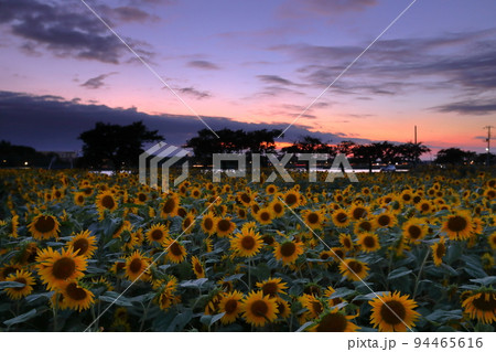 埼玉県川越市　伊佐沼東岸花畑　夕焼け空と遅咲きひまわり畑 94465616