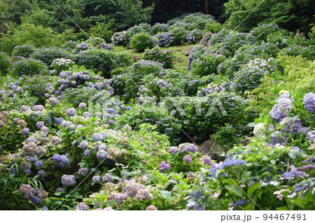 紫陽花 佐賀県唐津市 紫陽花 佐賀県唐津市 94467491