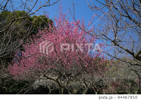碧い空と揺れる梅の花_佐布里 碧い空と揺れる梅の花_佐布里 94467850