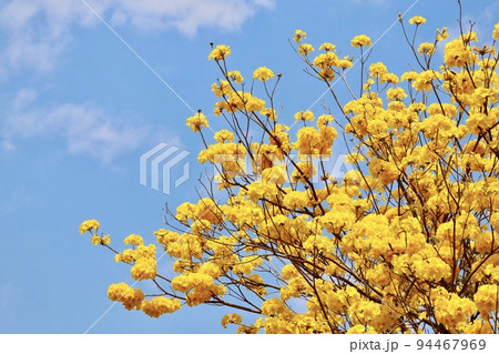 黄色い花 黄色の花 黄色花 94467969