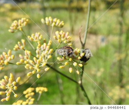 セリ科の多年草「ブロンズフェンネル」に来た赤いカメムシ「アカスジカメムシ」(幼虫) セリ科の多年草「ブロンズフェンネル」に来た赤いカメムシ「アカスジカメムシ」(幼虫) 94468441