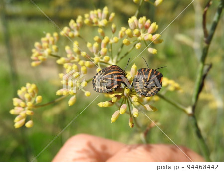 セリ科の多年草「ブロンズフェンネル」に来た赤いカメムシ「アカスジカメムシ」(幼虫) セリ科の多年草「ブロンズフェンネル」に来た赤いカメムシ「アカスジカメムシ」(幼虫) 94468442