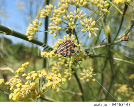 セリ科の多年草「ブロンズフェンネル」に来た赤いカメムシ「アカスジカメムシ」 セリ科の多年草「ブロンズフェンネル」に来た赤いカメムシ「アカスジカメムシ」 94468443