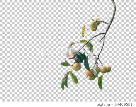 persimmon, persimmon tree 94469591