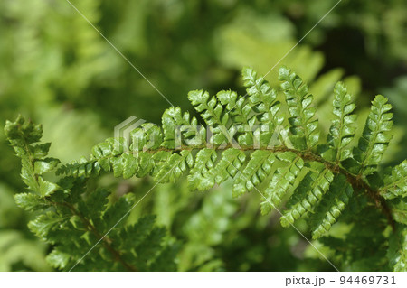 Japanese Lace Fern Jade 94469731