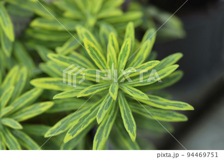 Spurge Ascot Rainbow 94469751