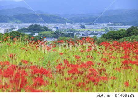 九品寺界隈に咲く彼岸花 94469838