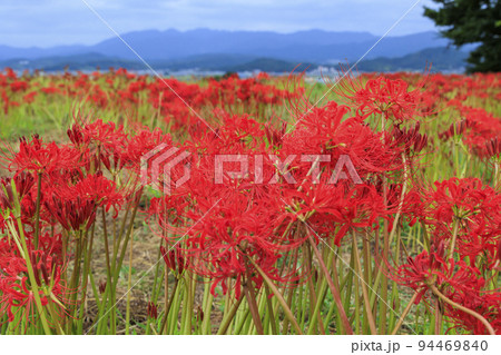 九品寺界隈に咲く彼岸花 94469840