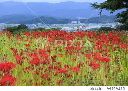 九品寺界隈に咲く彼岸花 94469846