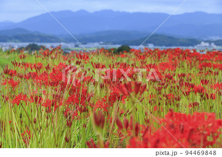 九品寺界隈に咲く彼岸花 94469848