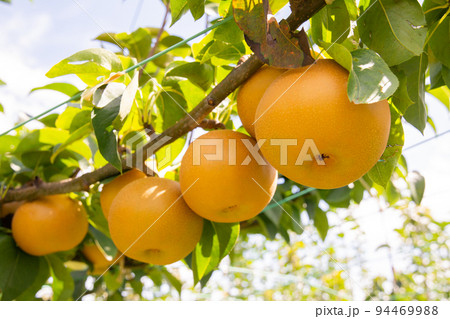 梨　あきづき 94469988