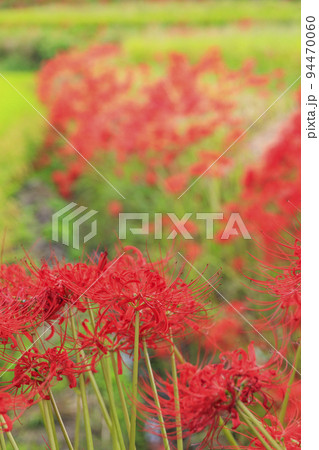 一言主神社界隈に咲く彼岸花 94470060
