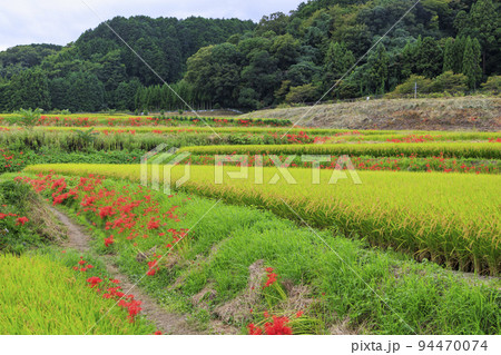 一言主神社界隈に咲く彼岸花 94470074