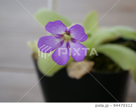 食虫植物の花 ムシトリスミレ 94470312