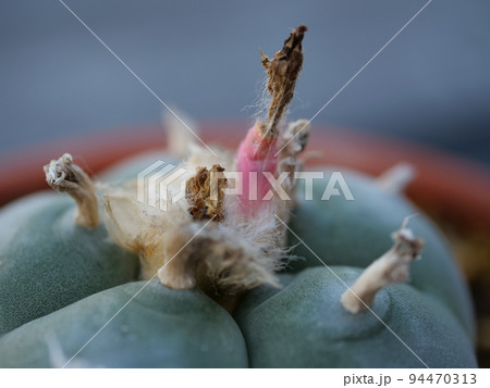 サボテンの実 烏羽玉 94470313