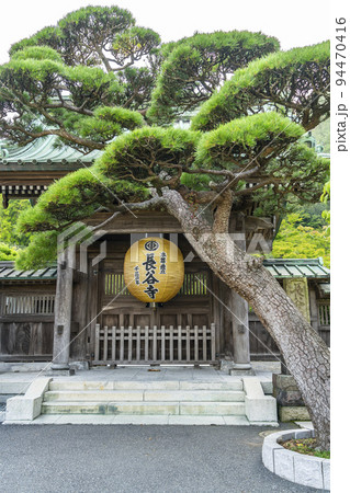 【神奈川県】緑に包まれた長谷寺の山門と金色提灯 94470416