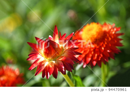 ヘリクリサム（コロロ） 94470961