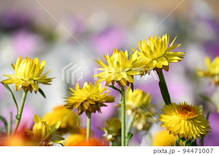 ヘリクリサム（コロロ） 94471007