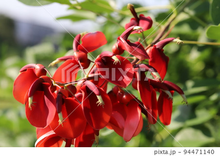 日本の秋の庭に咲く赤いアメリカデイゴの花 94471140