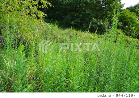 【社会問題】荒れる畑　耕作放棄で荒れた山の斜面の果樹園と畑 94471197