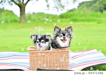 年の差チワワのシャボン玉遊び 年の差チワワのシャボン玉遊び 94471486