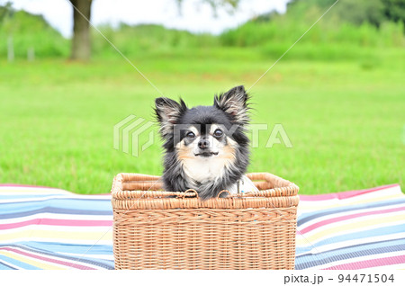 キメ顔でカメラ目線バッチリのチワワ キメ顔でカメラ目線バッチリのチワワ 94471504