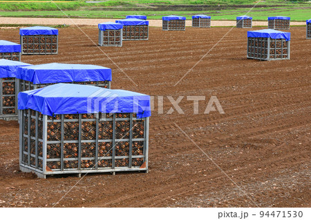 【北海道中富良野町】玉ねぎ畑 【北海道中富良野町】玉ねぎ畑 94471530