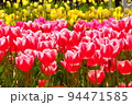赤いチューリップ畑 94471585