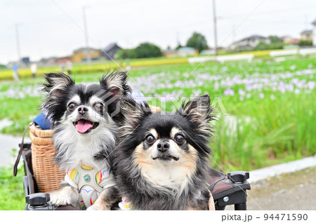 犬用カートに乗って楽しく散歩　年の差チワワ 94471590