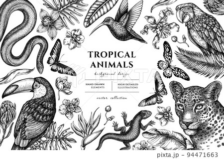 Tropical animals hand drawn illustration...のイラスト素材 [94471663] - PIXTA