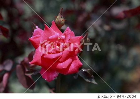 荒尾市　おもやい市民花壇　バラの花、 94472004