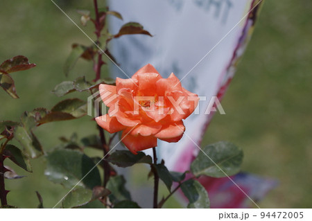 荒尾市 おもやい市民花壇 バラの花、 荒尾市 おもやい市民花壇 バラの花、 94472005