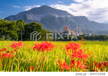 《埼玉県》寺坂棚田と武甲山・秋の秩父 94472046