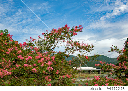 サルスベリが満開の十九女池の横を通過する東海道新幹線 サルスベリが満開の十九女池の横を通過する東海道新幹線 94472293