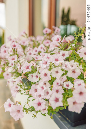Beautiful style window decorated with light summer flowers in Poland 94472496