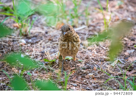 The common redstart, Phoenicurus phoenicurus, young bird, is sitting on a ground against a blurred background. 94472809