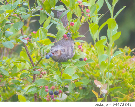 ブルーベリーを食べようとしているヒヨドリ 94472845