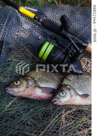 Two big freshwater common bream commonly known - Stock Photo [94472866]  - PIXTA
