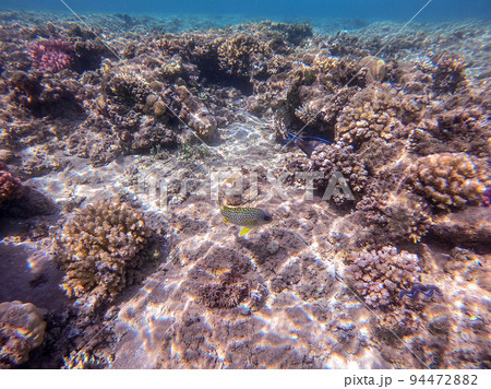 Blackspotted rubberlip fish or plectorhinchus gaterinus at coral reef.. Blackspotted rubberlip fish or plectorhinchus gaterinus at coral reef.. 94472882