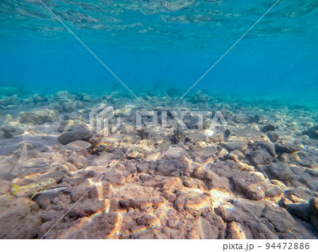 Shoal of Sargos or White Seabream swimming at the coral reef in the Red Sea, Egypt.. Shoal of Sargos or White Seabream swimming at the coral reef in the Red Sea, Egypt.. 94472886
