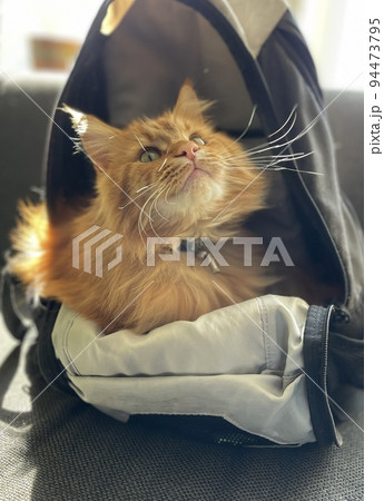 find cat in the bag in the sun on a bench find cat in the bag in the sun on a bench 94473795