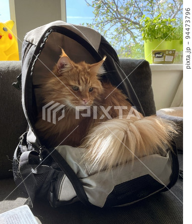 find cat in the bag in the sun on a bench find cat in the bag in the sun on a bench 94473796